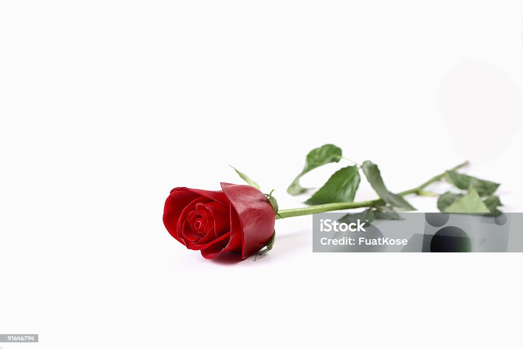 Rosa vermelhas - Foto de stock de Branco royalty-free