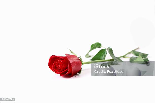 Foto de Rosa Vermelhas e mais fotos de stock de Branco - Branco, Cabeça da flor, Figura para recortar