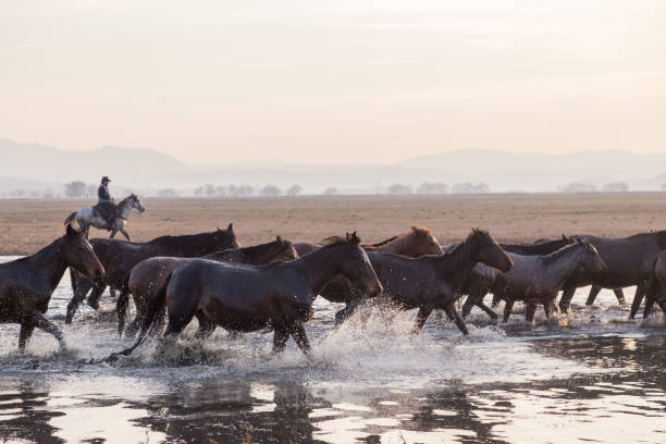 istock Wild Horses running in water 916468550