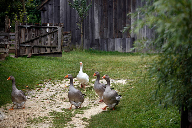 gänsemarsch - mehrere tiere fotografías e imágenes de stock