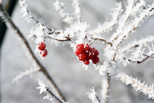 istock Berries in the frost 91646941
