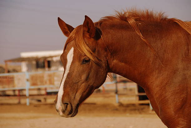 istock Portrait of a horse 91647082