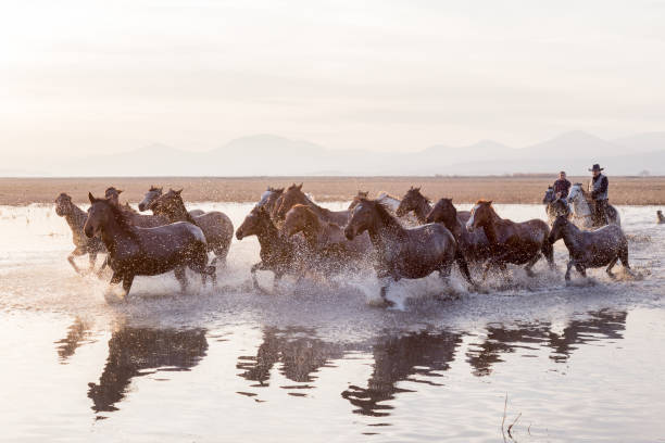 istock Wild Horses running in water 916471662