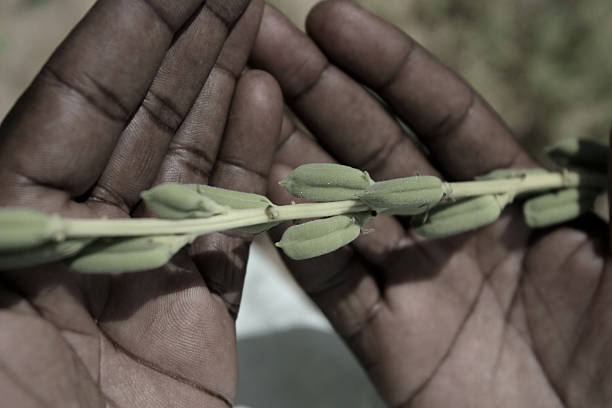 セサミの植物 - sesame plant africa agriculture ストックフォトと画像