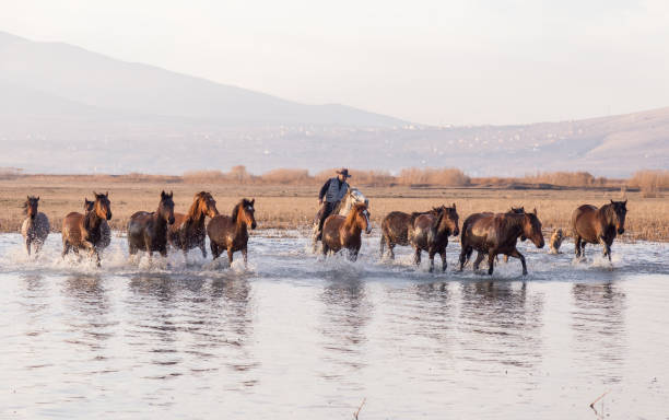 istock Wild Horses running in water 916472202