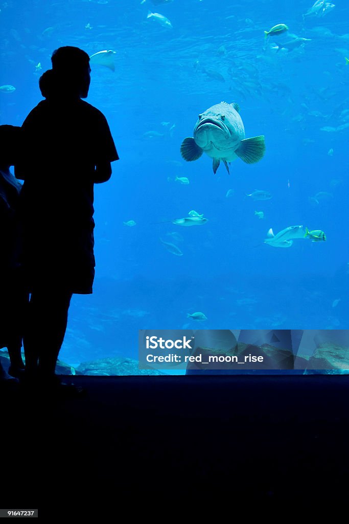 Fish looking at man and child  Aquarium Stock Photo