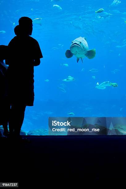 Fish Looking At Man And Child Stock Photo - Download Image Now - Aquarium, Fish Tank, Florida - US State