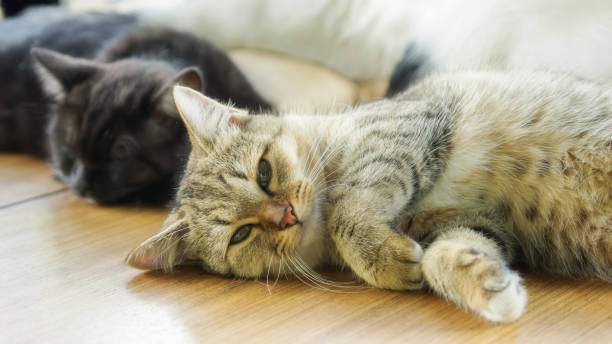 istock Gray striped kitty lying in the room. 916472594