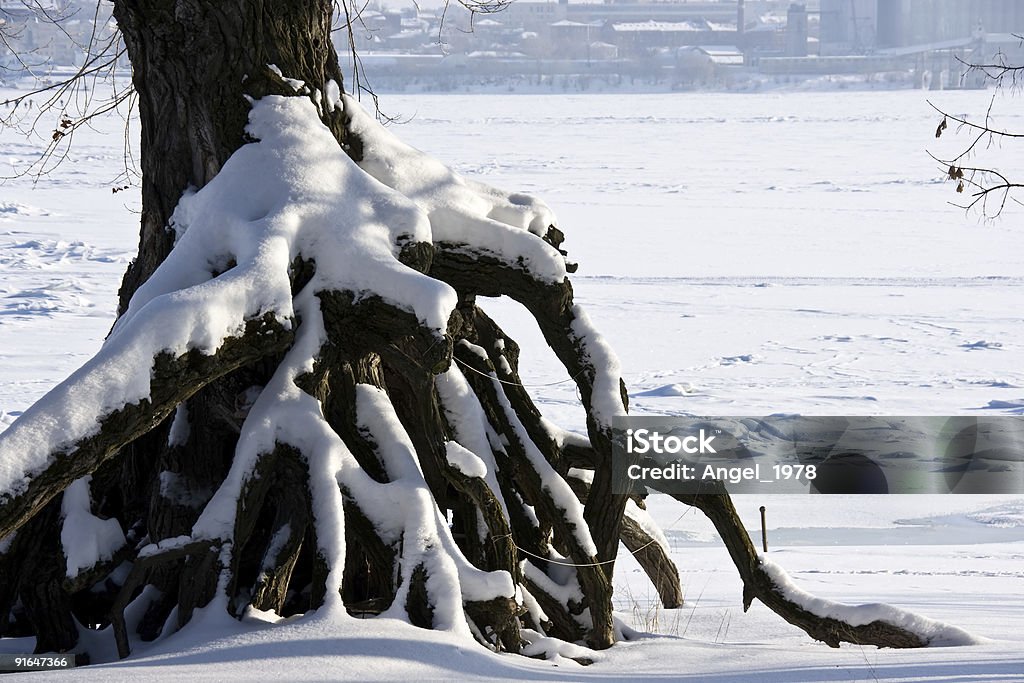 Winter tree roots  Awe Stock Photo