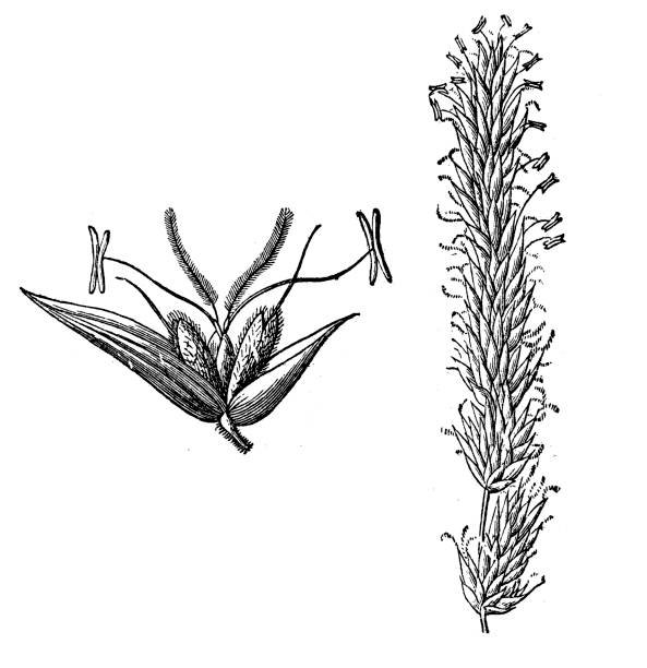 anthoxanthum odoratum (сладкая весенная трава, святая трава, ванильная трава) - sweet grass stock illustrations