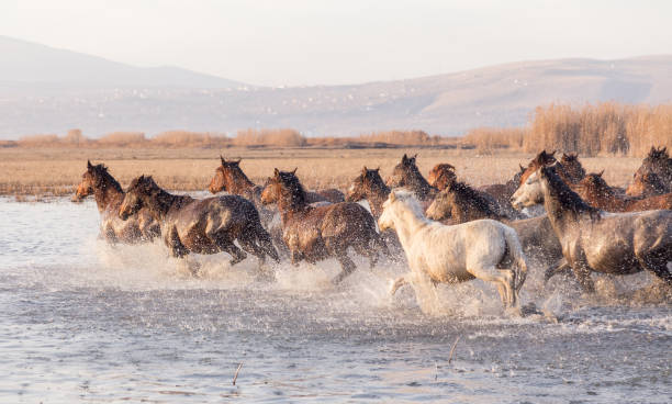 istock Wild Horses running in water 916475852