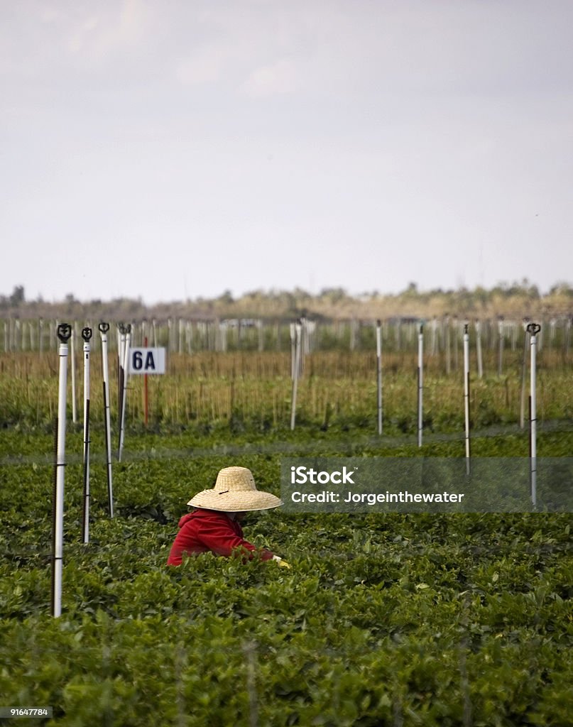 Migrant Worker  Florida - US State Stock Photo