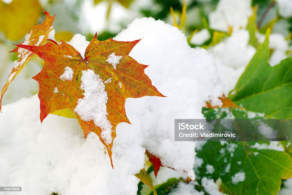 Blätter - Lizenzfrei Frost Stock-Foto
