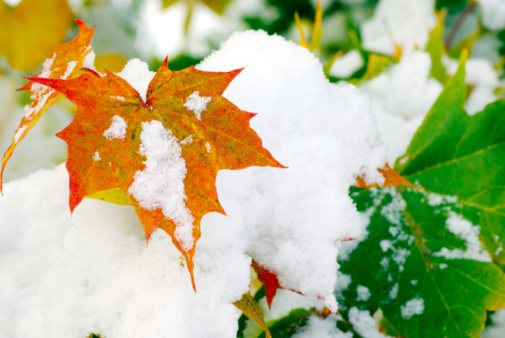 Yellow brown oak leaves covered with snow