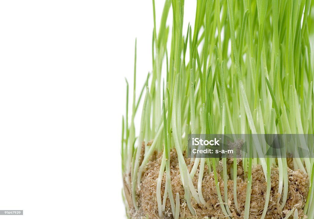 Пшеница капуста - Стоковые фото Winter Wheat роялти-фри