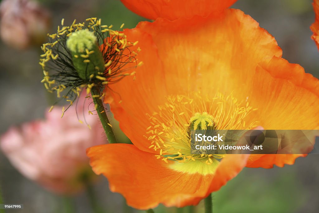 Arancio poppies - Foto stock royalty-free di Aiuola