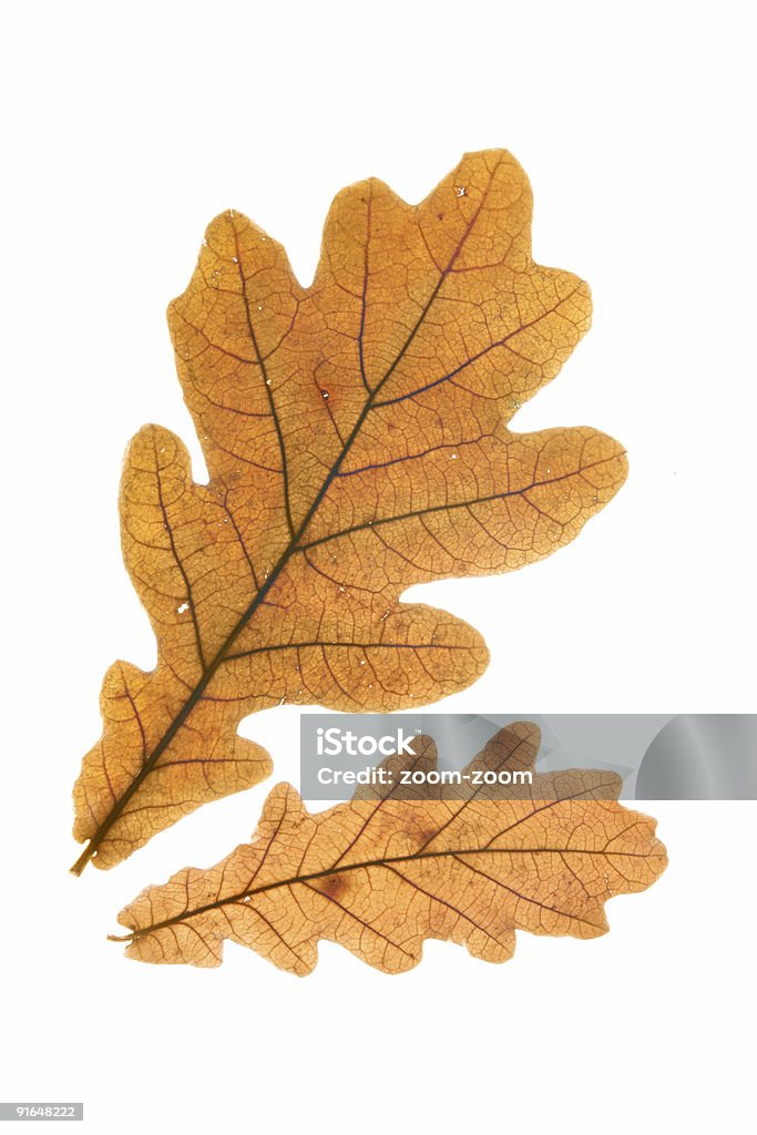 Две сухие листья дуба - Стоковые фото Без людей роялти-фри