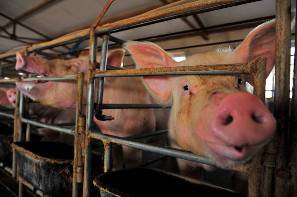 istock The farm pigs 916482226