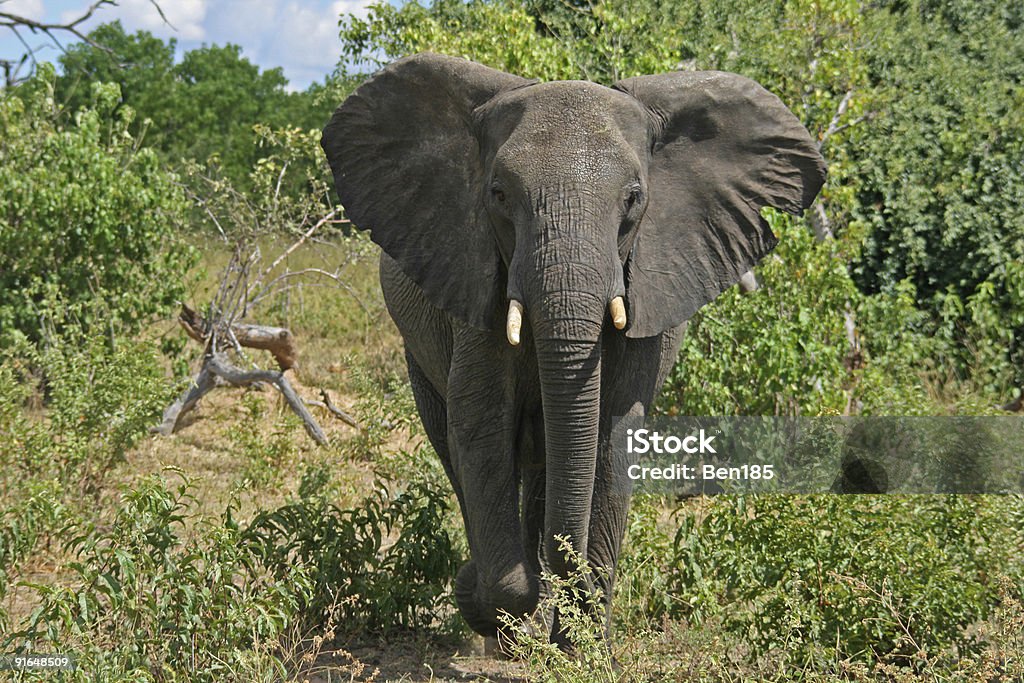 Éléphant d'Afrique - Photo de Acacia libre de droits