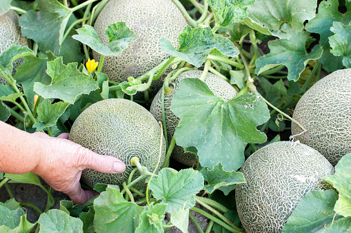 Melon fruits and melon plants in a vegetable garden