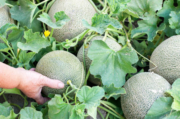 Melon plant Melon fruits and melon plants in a vegetable garden cantaloupe growing stock pictures, royalty-free photos & images