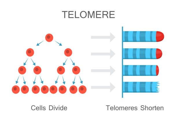 Telomeres Shorten with Age Diagram Cells divide - telomeres shorten. Vector illustration design length stock illustrations