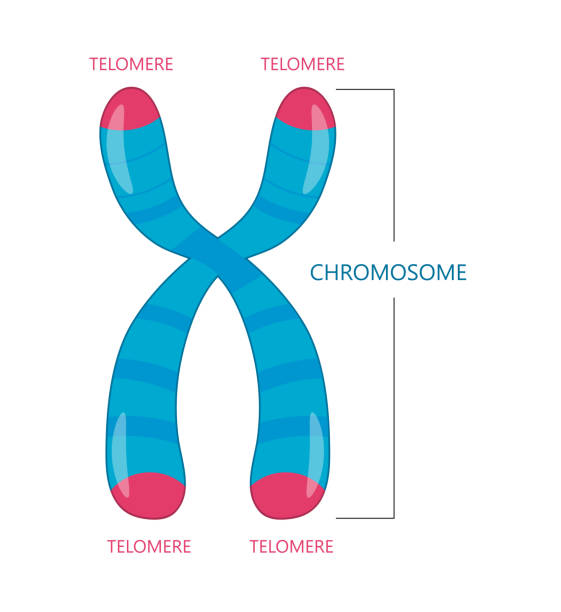 telomere ist das ende eines chromosoms - chromatid stock-grafiken, -clipart, -cartoons und -symbole