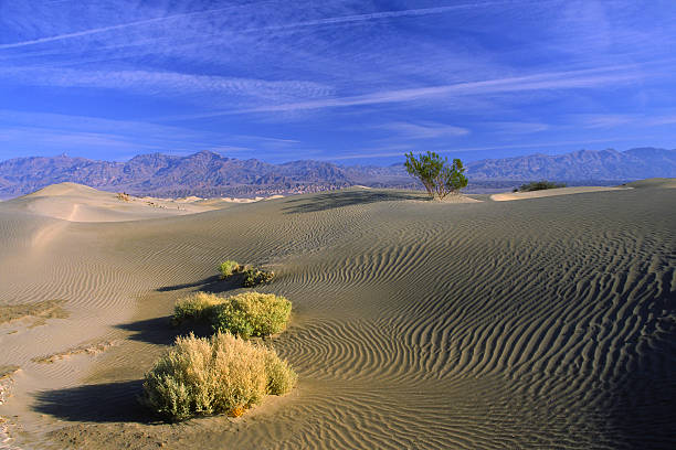 istock Desert bushes on sand dunes 91648889