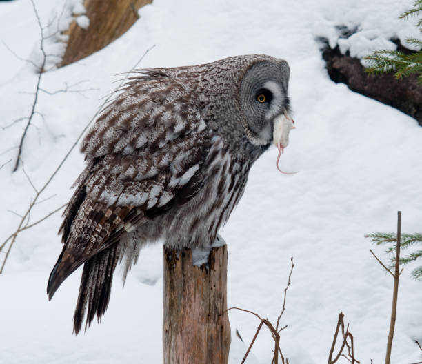 istock Grey owl on the stub with a mouse in the beak 916491934
