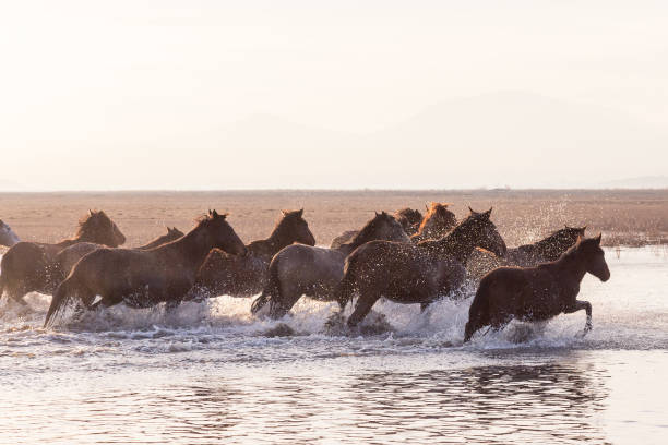 istock Wild Horses running in water 916492156