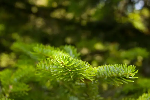 fresh fir twigs closeup, as a background