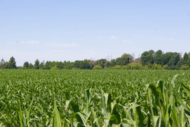 istock corn in the field and tree in the far 916492444