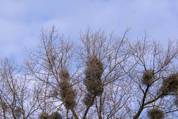 istock mistletoe on the winter tree, upon the blue sky 916492460