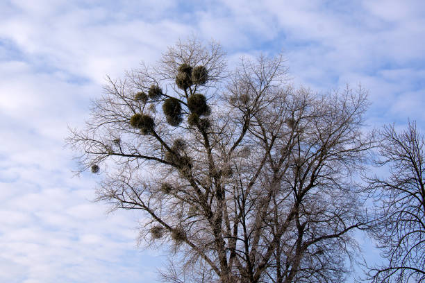 istock sky and the mistletoe on the tree 916492530