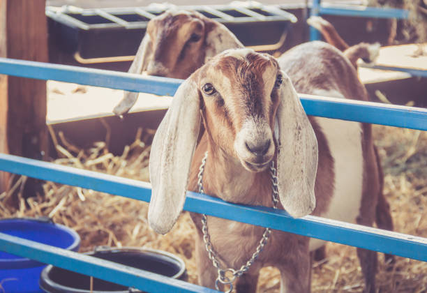 Anglo-Nubian lop earred goats on display in their pen at the county fair Anglo-Nubian lop earred goats (Capra Aegagrus Hircus) on display in their pen at the county fair goat pen stock pictures, royalty-free photos & images