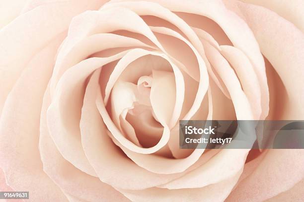 Сепия Розовый Цветок — стоковые фотографии и другие картинки Абстрактный - Абстрактный, Ароматический, Без людей