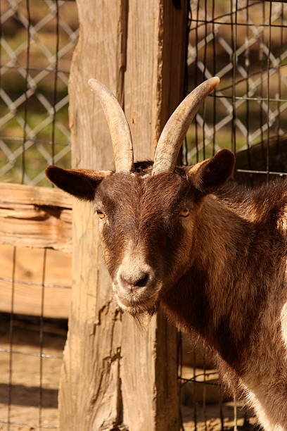 istock Brown Goat Head By Fence Close Up 91650008