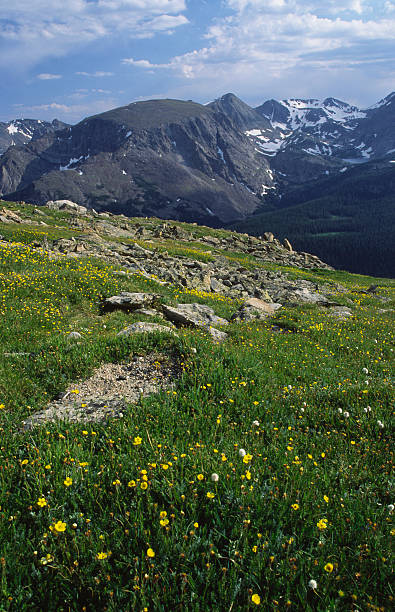 istock Alpine meadow in Colorado Rocky Mountains 91650015