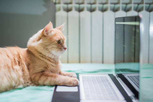 istock Beautiful young yellow Maine Coon cat working on laptop. 916511132