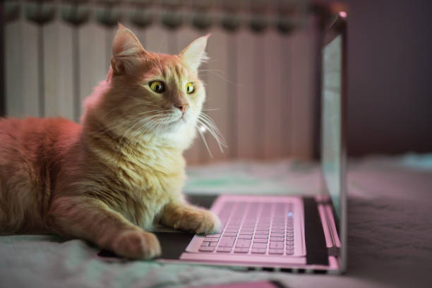 bellissimo giovane gatto giallo maine coon che lavora su laptop. - stock market animals foto e immagini stock