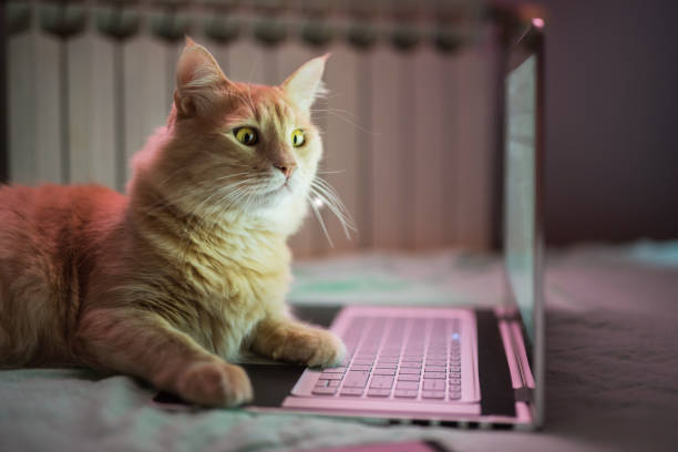 Beautiful young yellow Maine Coon cat working on laptop. Beautiful young yellow Maine Coon cat working on laptop. cryptocurrency mining photos stock pictures, royalty-free photos & images