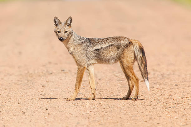 Side Striped Jackal stock photo