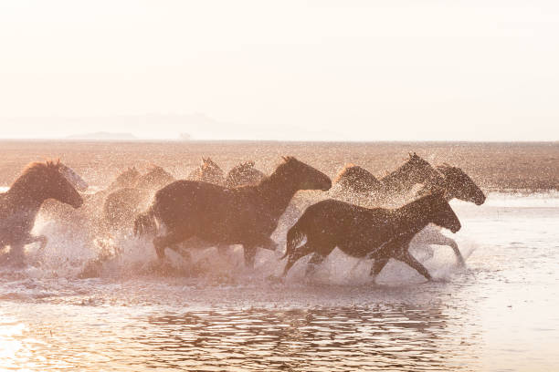 istock Wild Horses running in water 916515706