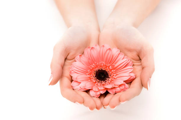 istock cropped view of hands holding gerbera flower, isolated on white 916515938