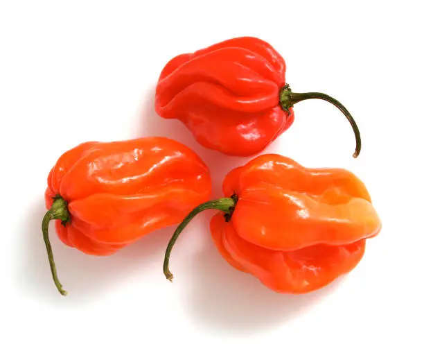 Scotch bonnet peppers isolated on white.