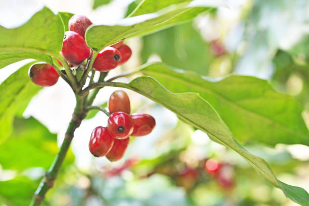 istock Fruit of the Japanese laurel 916523036