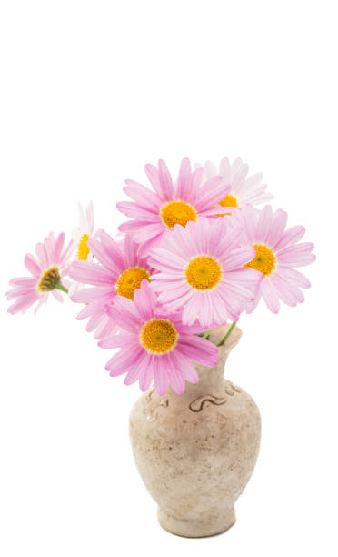 istock pink daisy in a vase isolated 916523588