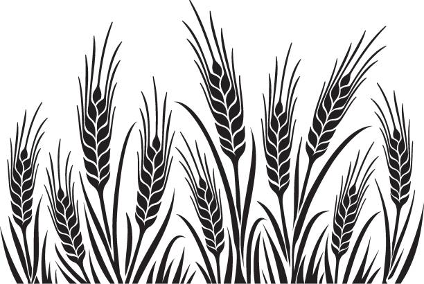 Wheat Field 1 uncrop Wheat, Barley or Rye, vector visual graphic pattern illustration, fully adjustable and scalable crop plant illustrations stock illustrations