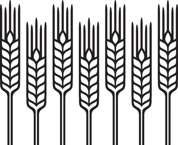 Green icons 1b Wheat, Barley or Rye, vector visual graphic pattern illustration, fully adjustable and scalable barley stock illustrations