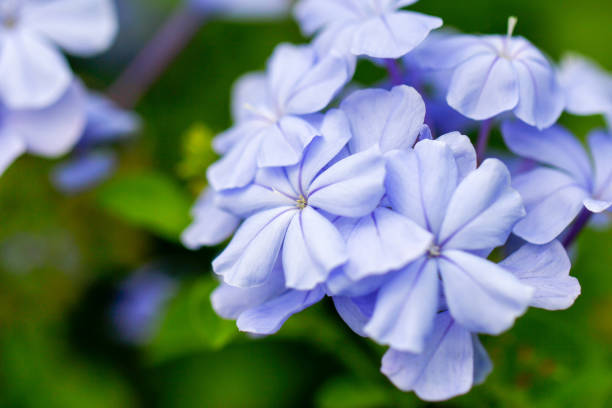 istock Beautiful Purple Violet Flowers Close-up 916527820